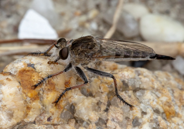 Efferia sp. Asilidae