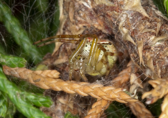   Theridiidae