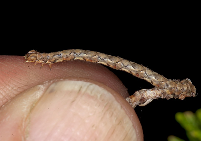 Patalene olyzonaria Geometridae