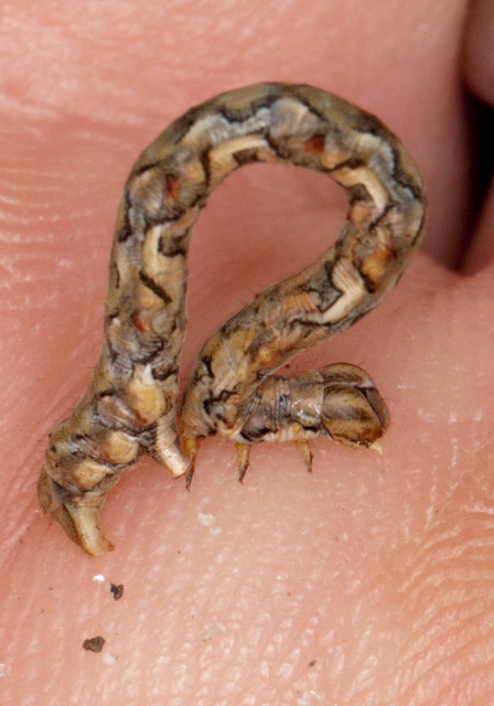Patalene olyzonaria Geometridae