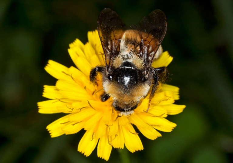 Bombus (Subterraneobombus) borealis? Apidae