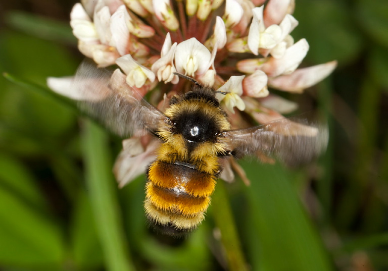 Bombus (Pyrobombus) ternarius Apidae