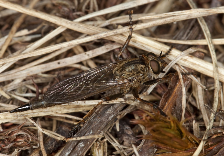 Machimus sp. Asilidae