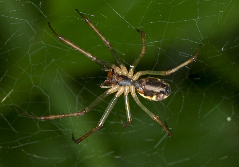 Linyphia triangularis Linyphiidae