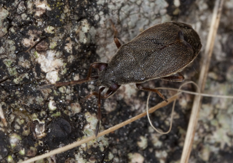 Stygnocoris rusticus Rhyparochromidae