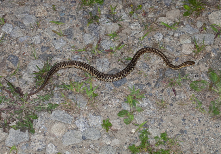 Thamnophis sirtalis Colubridae