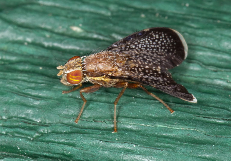 Eutreta noveboracensis Tephritidae