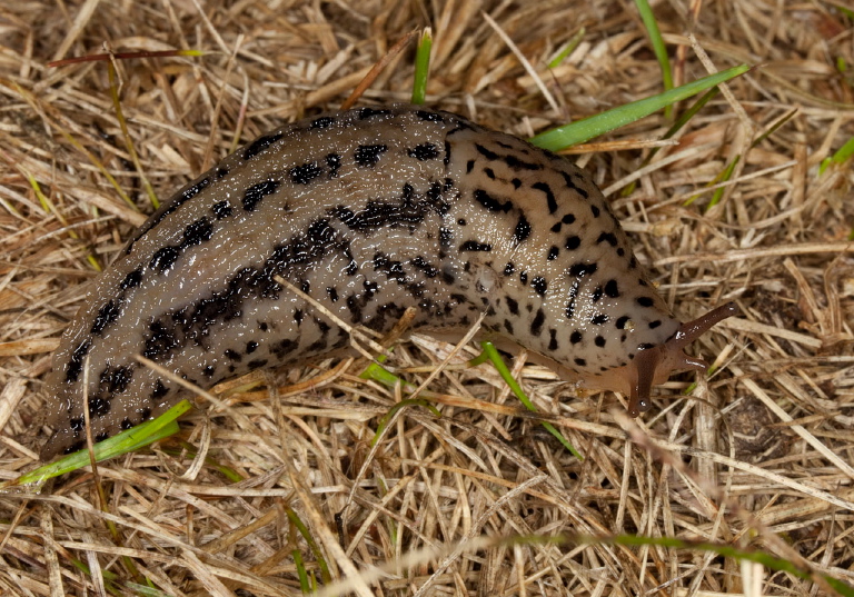 Limax  maximus Limacidae