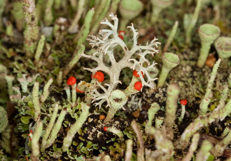 Cladonia sp.? Cladoniaceae