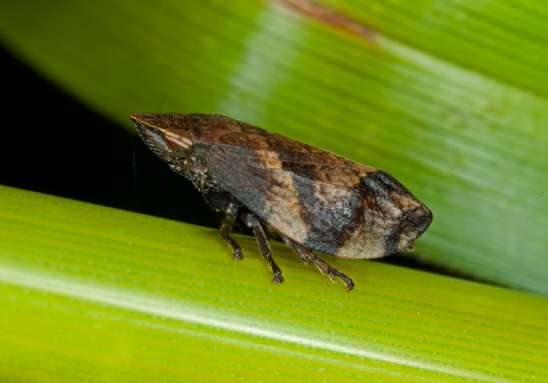 Lepyronia quadrangularis Cercopidae