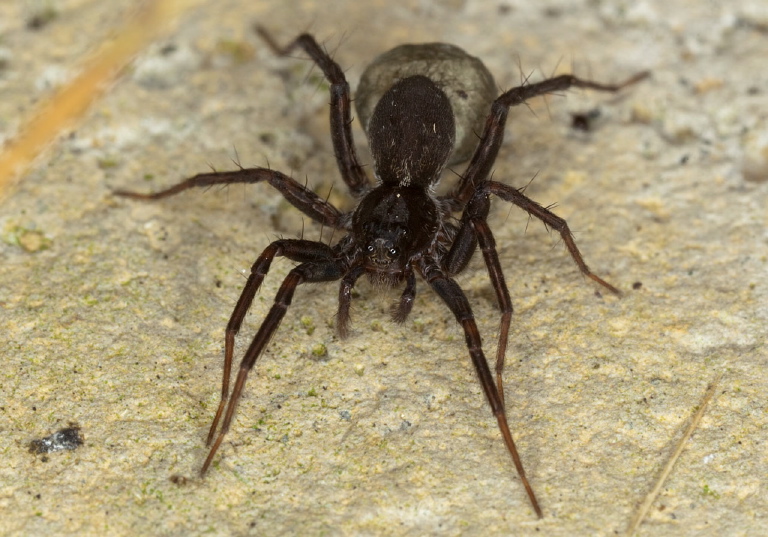 Pardosa sp. Lycosidae