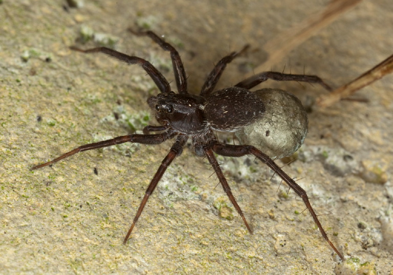 Pardosa sp. Lycosidae