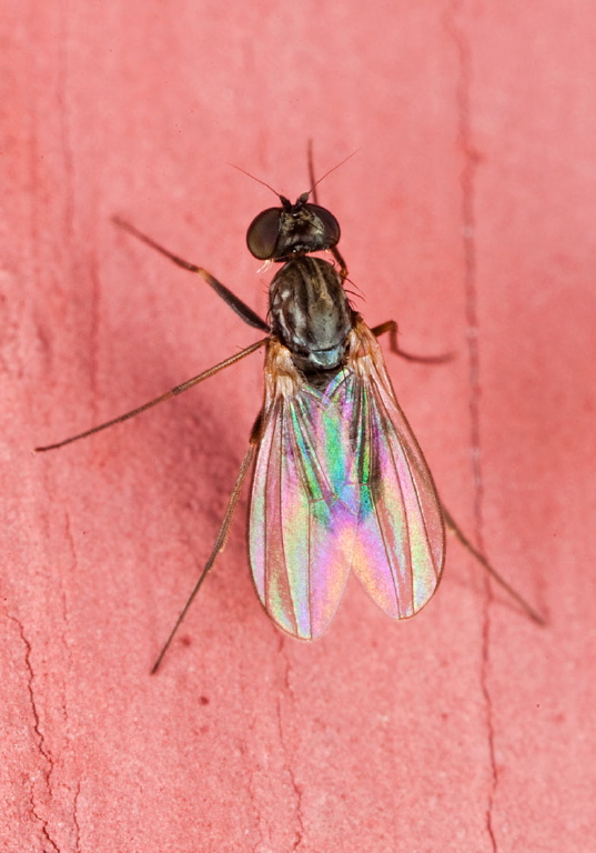 Medetera sp. Dolichopodidae