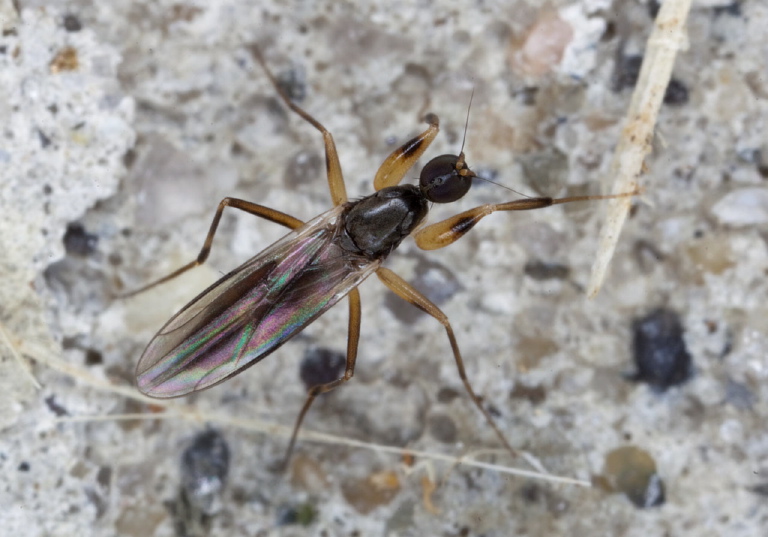 Tachypeza sp. Hybotidae