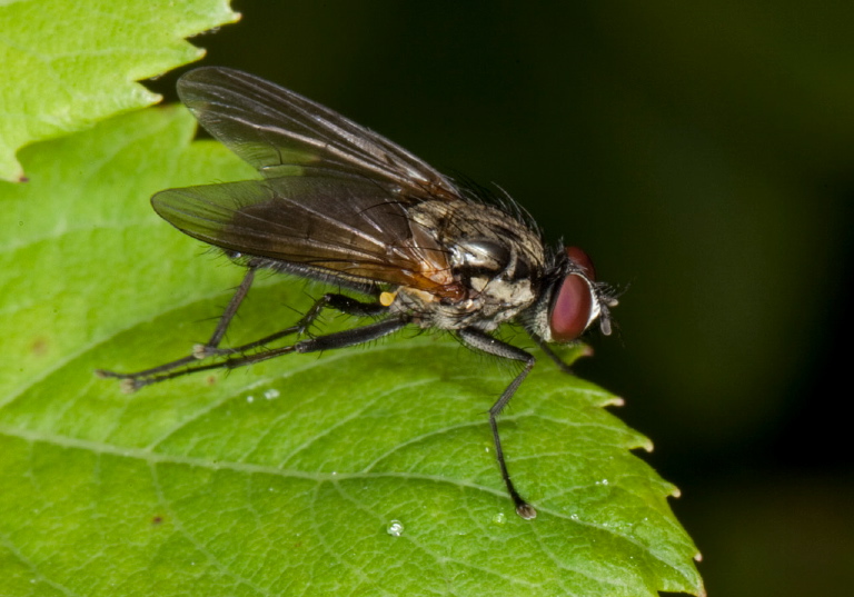 Hydrophoria lancifer? Anthomyiidae