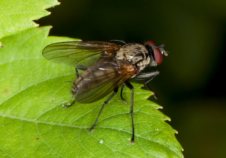 Hydrophoria lancifer? Anthomyiidae