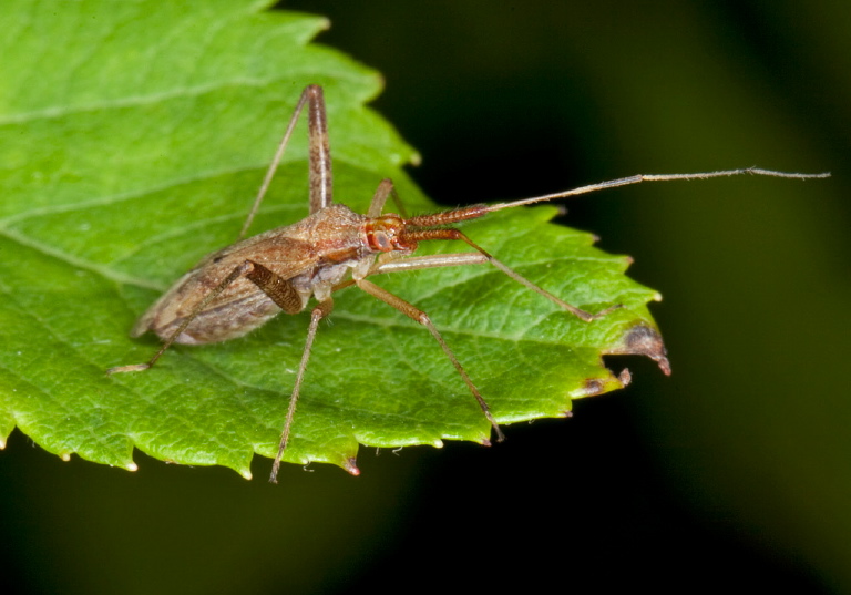 Neurocolpus sp. Miridae