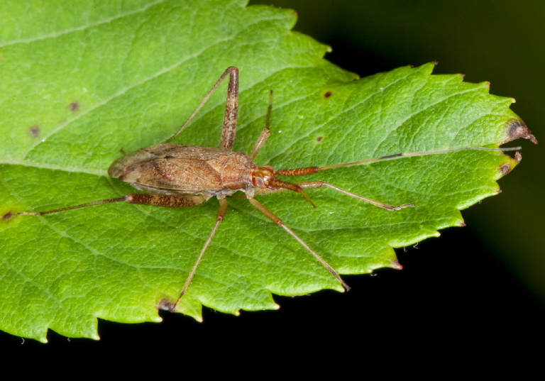 Neurocolpus sp. Miridae