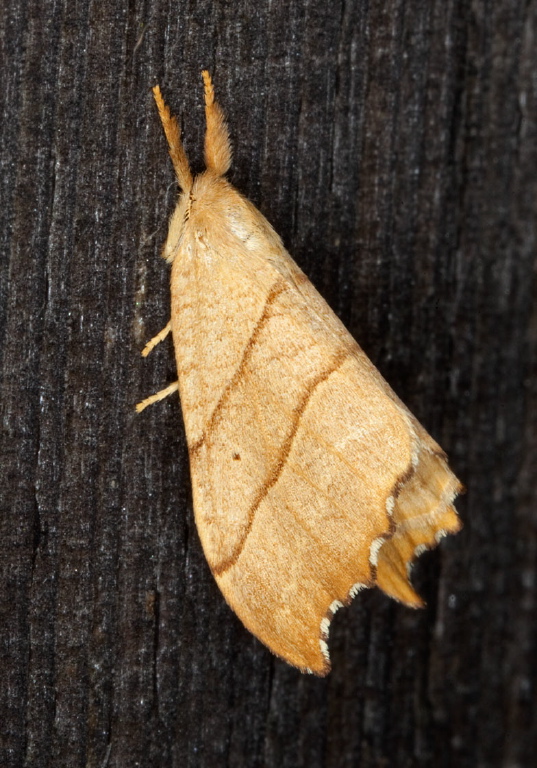 Drepana bilineata Drepanidae