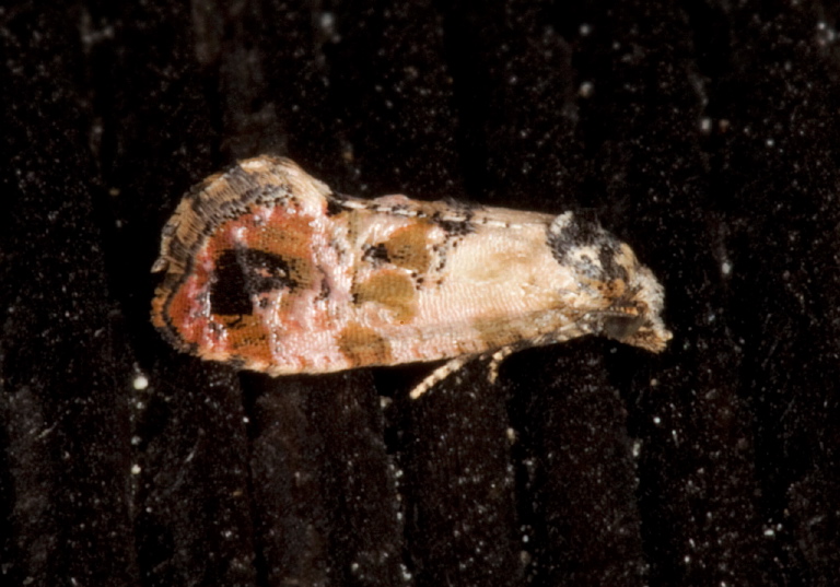 Cochylis hoffmanana? Tortricidae