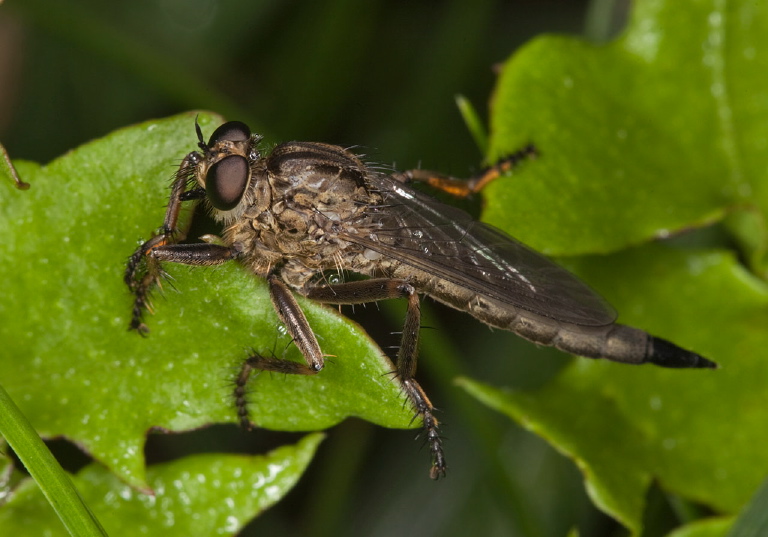 Machimus paropus? Asilidae