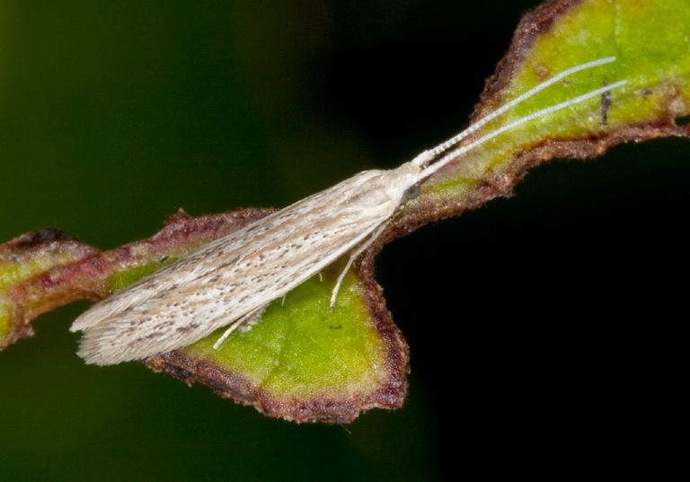 cf. Coleophora lineapulvella Coleophoridae