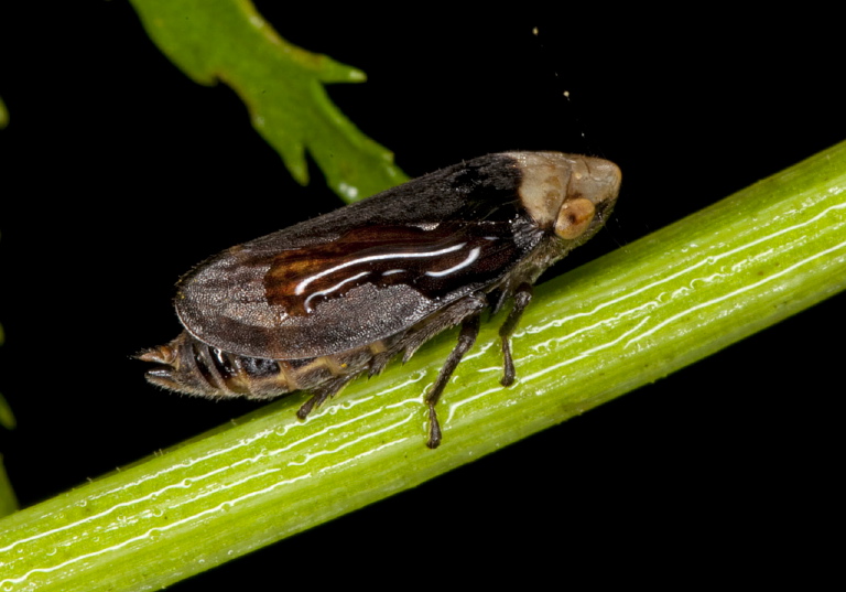 Philaenus spumarius Cercopidae