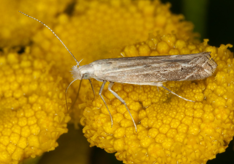 Isophrictis striatella Gelechiidae