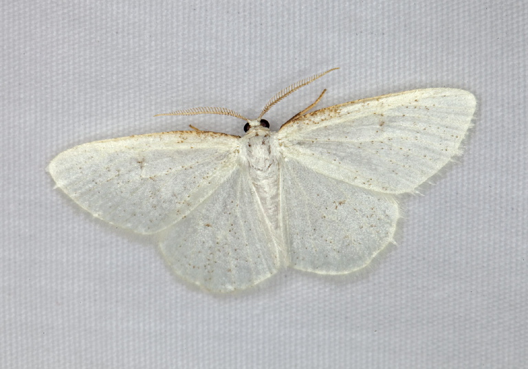 Protitame virginalis Geometridae