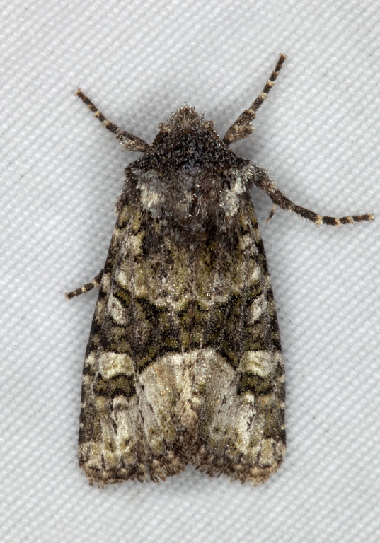 Lacinipolia olivacea Noctuidae