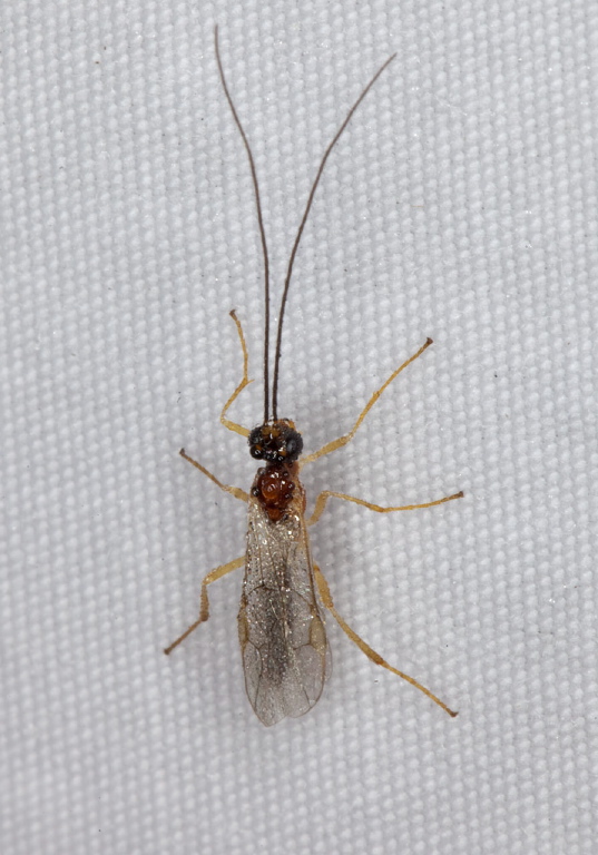   Braconidae