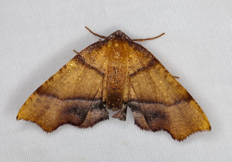 Plagodis phlogosaria Geometridae