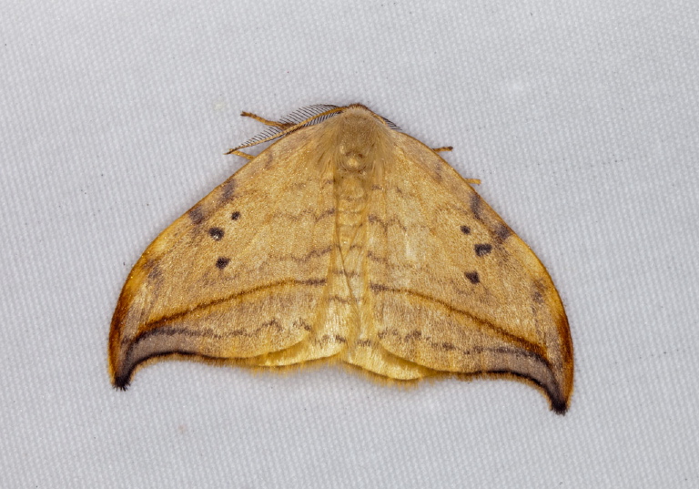 Drepana arcuata Drepanidae