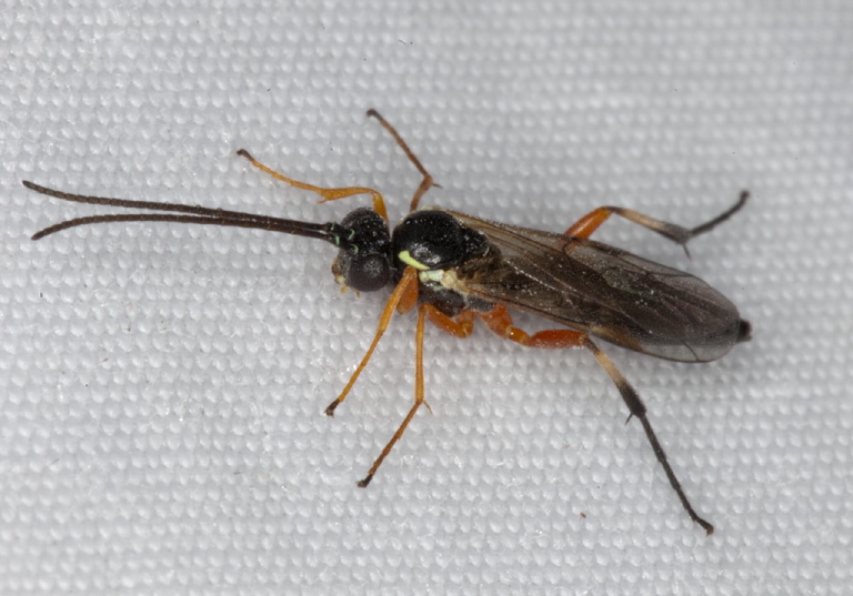   Ichneumonidae