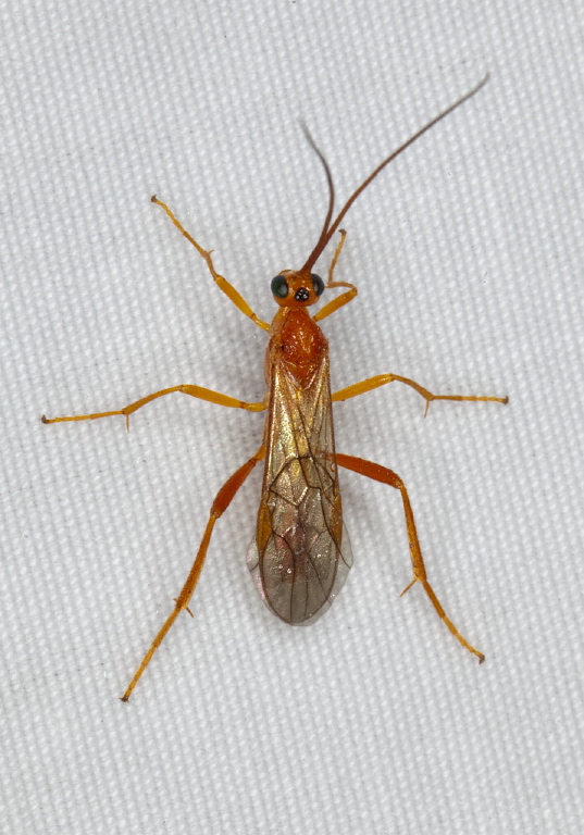 Meteorus sp. Braconidae