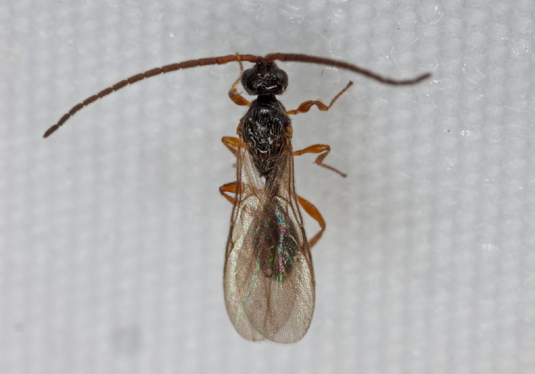 Belyta sp. Braconidae