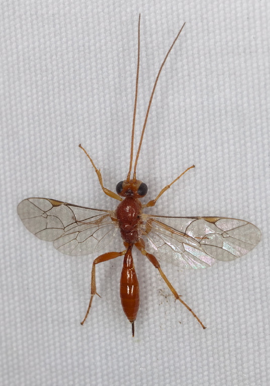 Mesochorus uniformis? Ichneumonidae