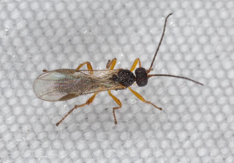   Braconidae