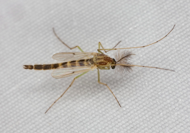 Chironomus (decorus group)? Chironomidae