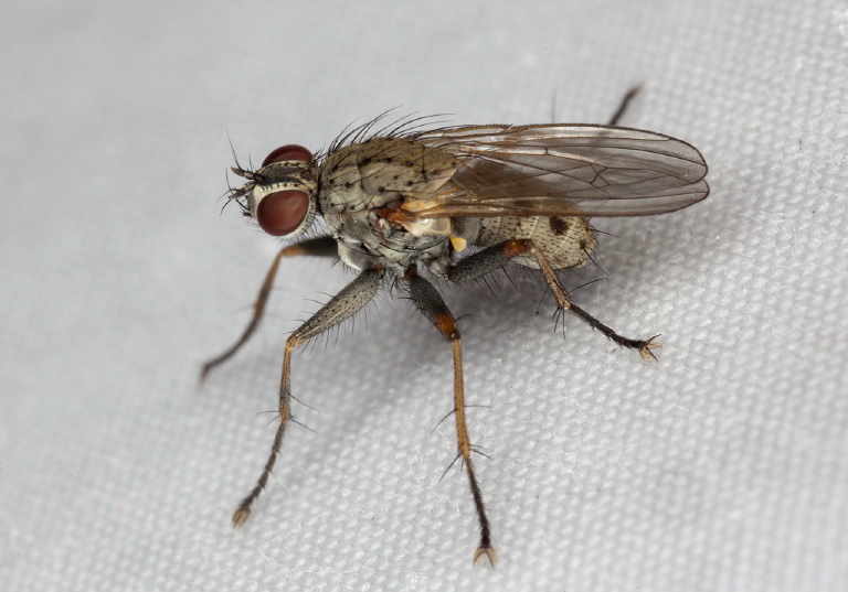 Coenosia tigrina? Muscidae