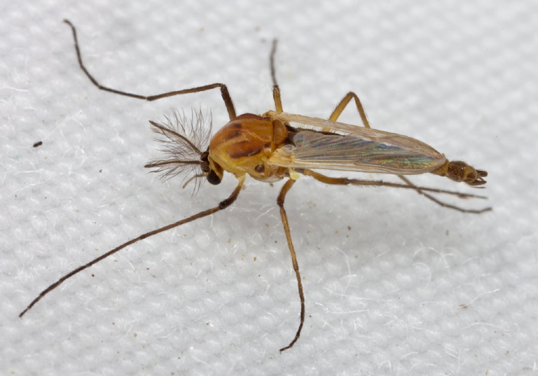 Halocladius variabilis? Chironomidae