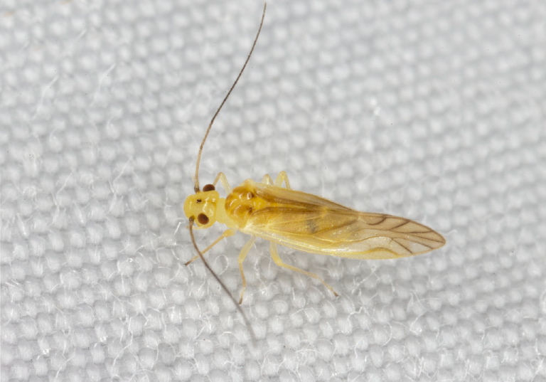 Valenzuela flavidus Caeciliusidae