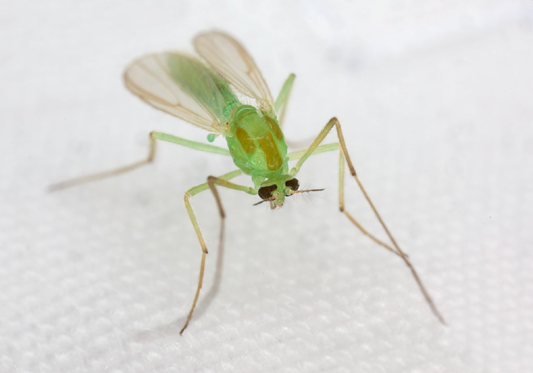   Chironomidae