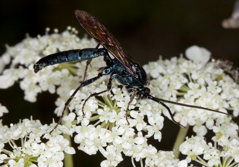 Patrocloides montanus Ichneumonidae