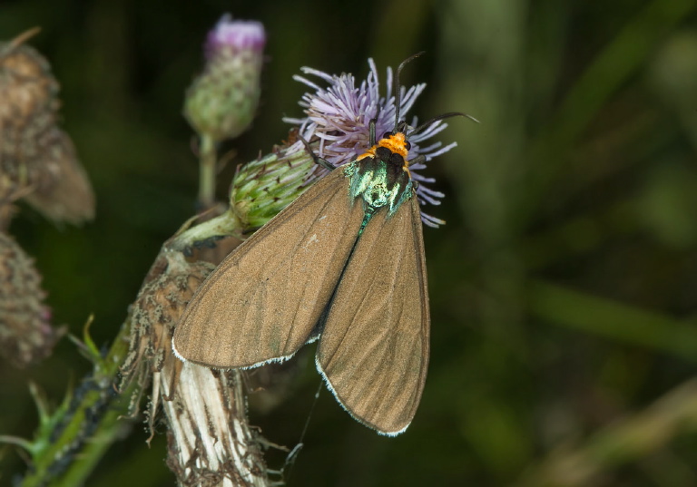 Ctenucha virginica Erebidae