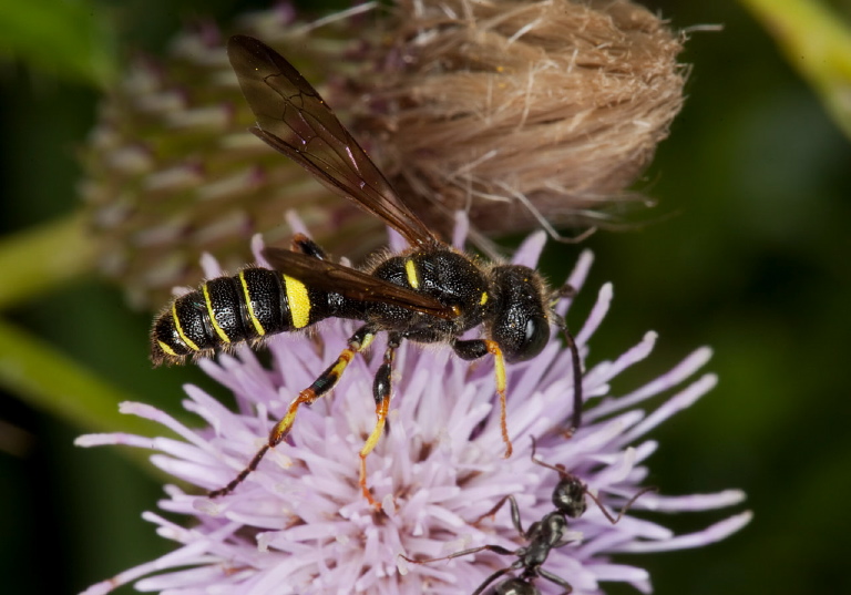 Cerceris sp. Crabronidae