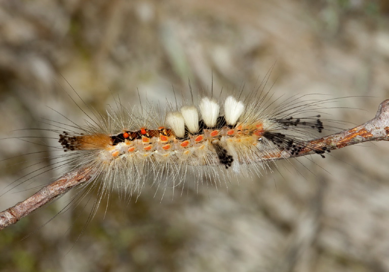 Orgyia antiqua Erebidae