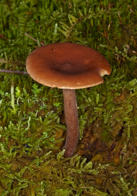 Phaeocollybia sp.?  