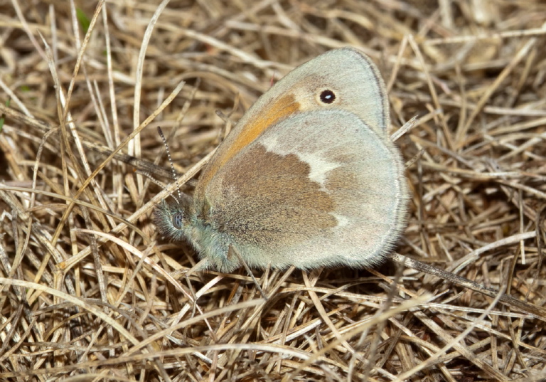 Coenonympha tullia Nymphalidae