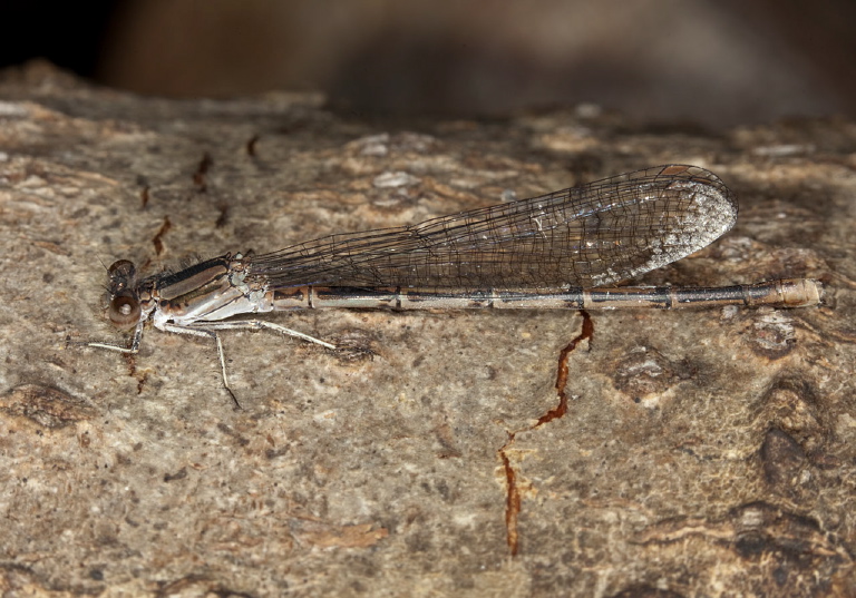 Argia fumipennis violacea Calopterygidae